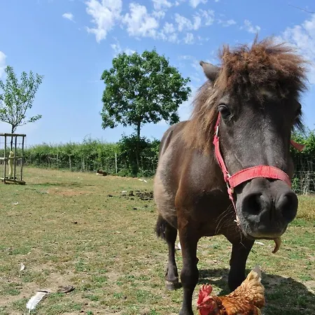 住宿加早餐酒店 Chez Michel Et Josette Le May-sur-Evre